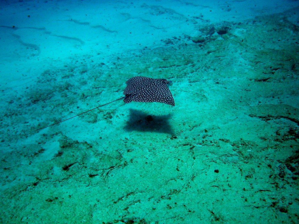 A spotted eagle ray off the coast of Cozumel Island