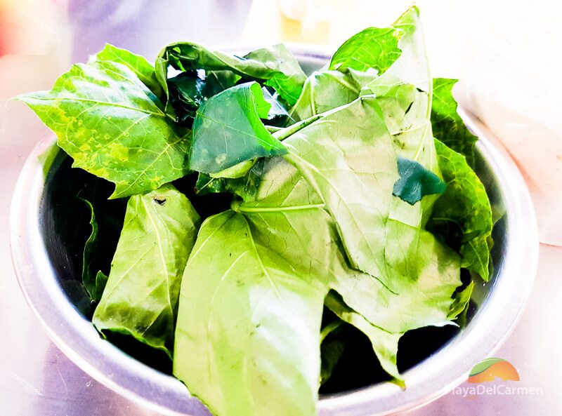 Fresh chaya leaves at El Pueblito Cooking School