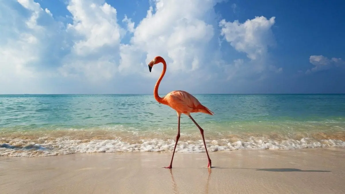 Flamingo walking on the beach