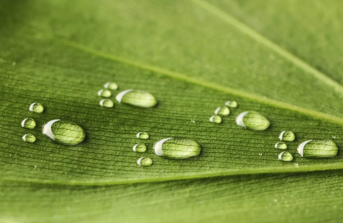 Water footprints on leaf