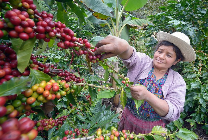 Maya woman picking coffee in Guatemala