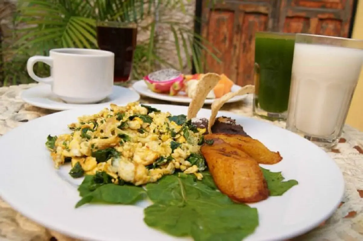 Chaya: The Superfood & Miracle Mayan Spinach