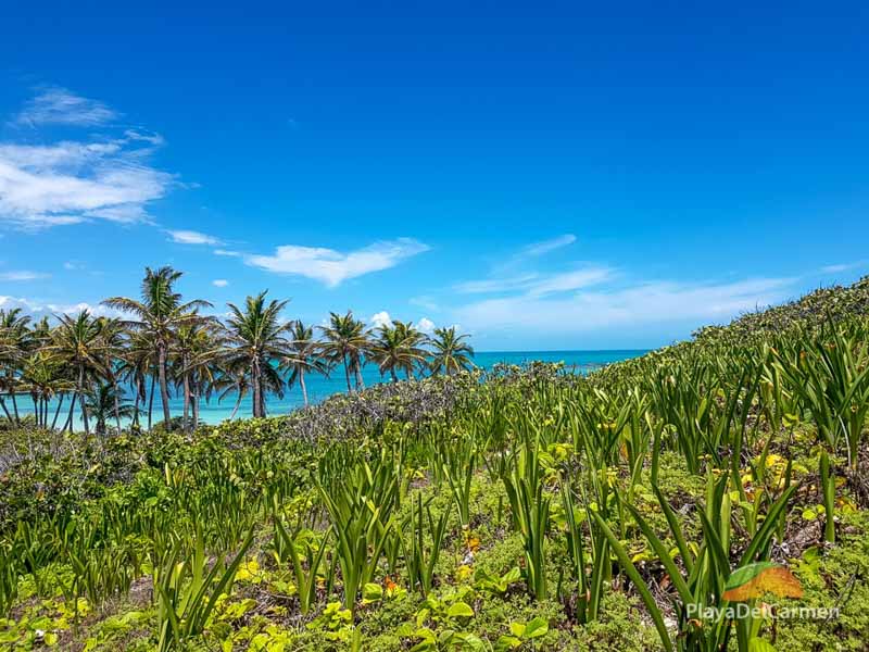 Isla Contoy island tour