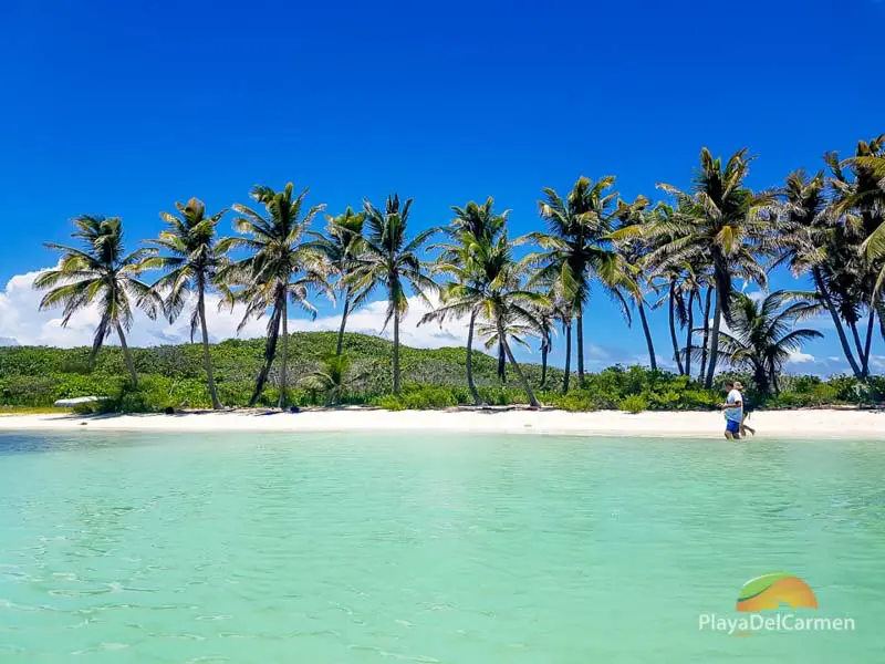 Isla Contoy beach with palm trees