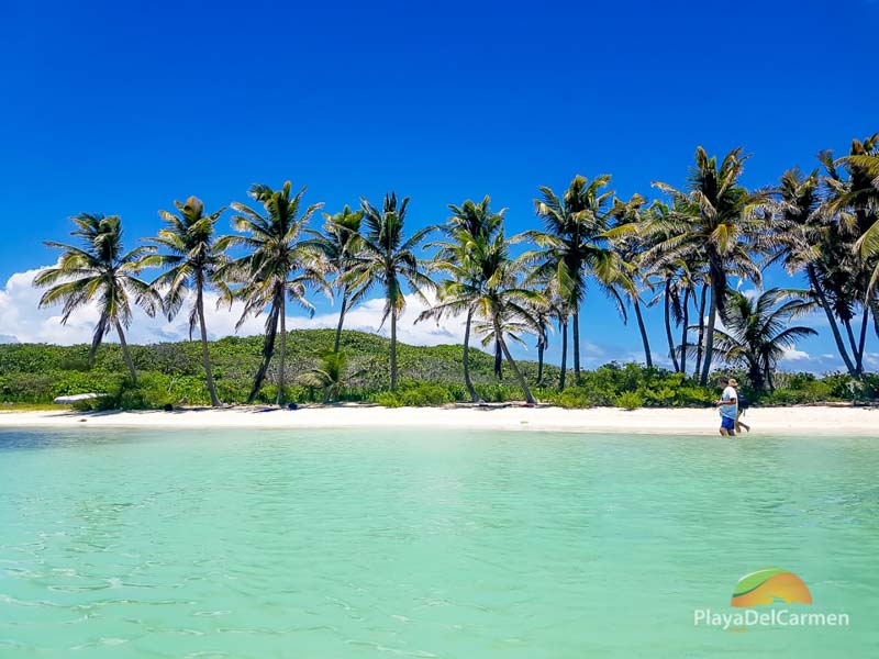 Isla Contoy beach with palm trees