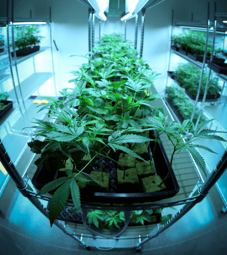 Legal Weed in Cancun, Mexico by 2023? What You Need to Know