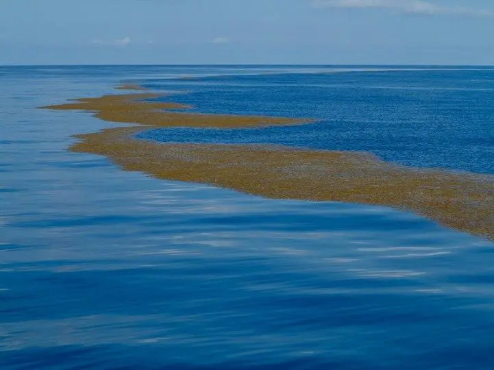 mat of seaweed in water 