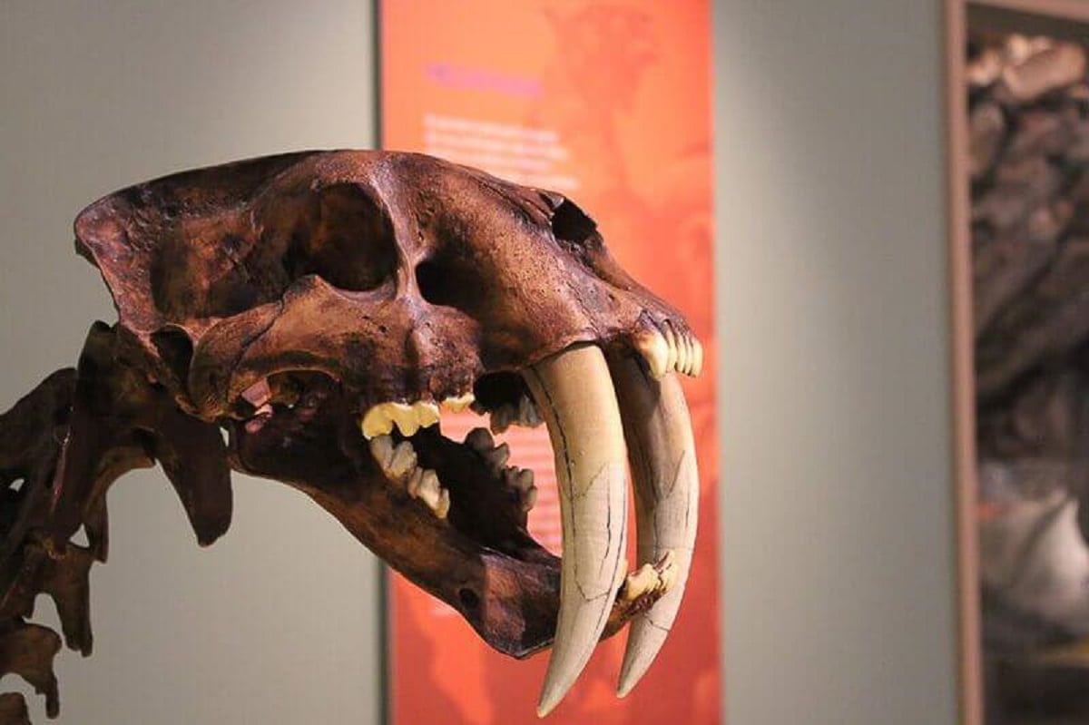 Skull at Museum of Prehistory Tulum