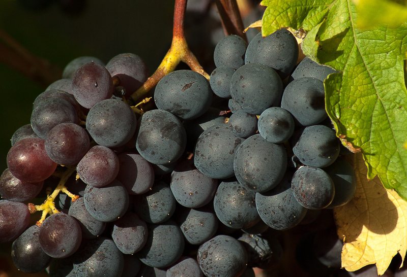 grapes on branch