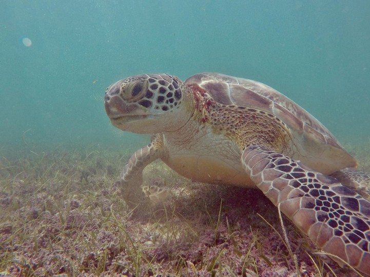 snorkel with sea turtles in sea