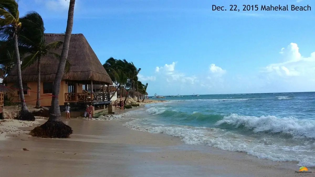 Seaweed in Playa del Carmen