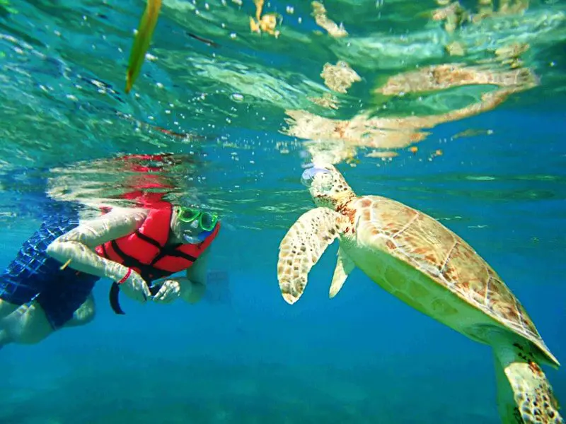 A snorkeler observing a sea turtle in Akumal, Mexico