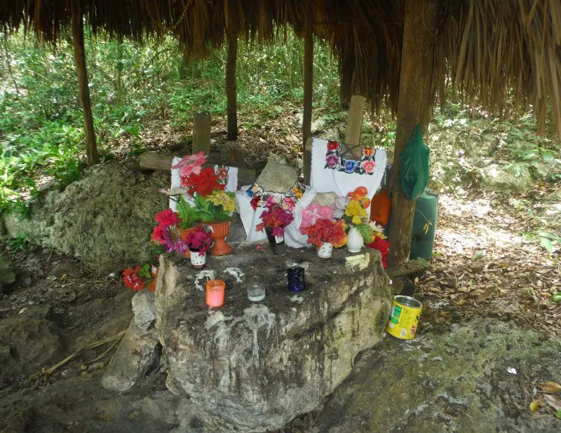 Flowers on rock at punta laguna 