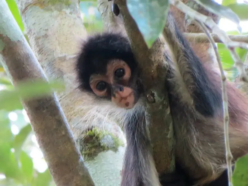 Baby monkey in tree at punta laguna
