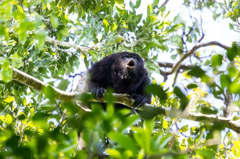 punta laguna howler monkey