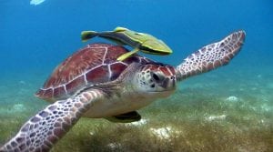 Sea turtle and fish swimming