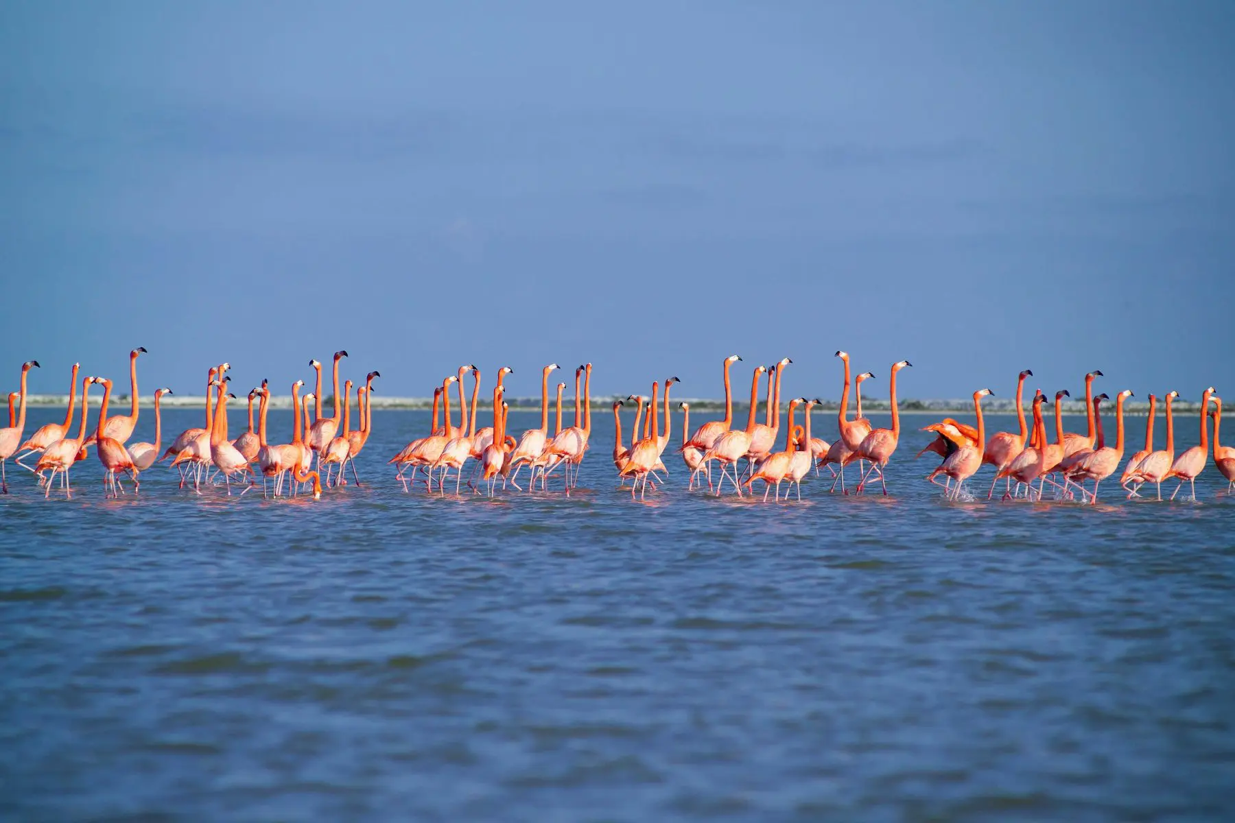 Rio Largartos Flamingos in sea