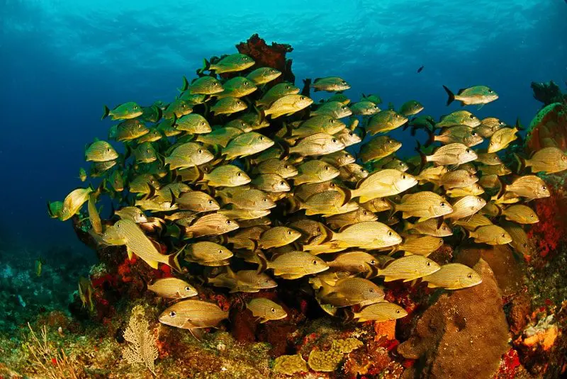 Fish swimming around coral off the coast of Mexico's Riviera Maya