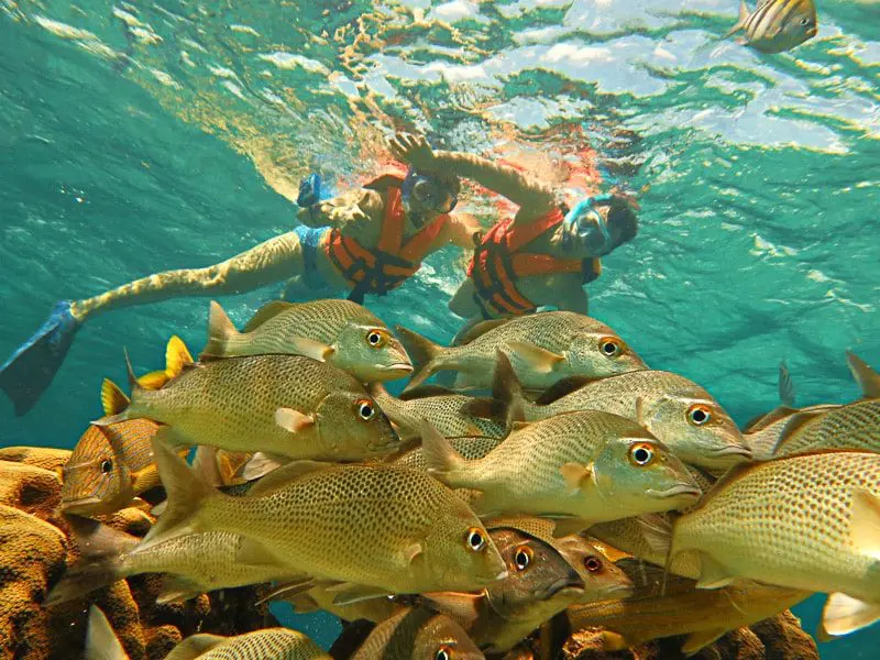 Snorkelers observing a school of fish on a Riviera Maya snorkeling tour