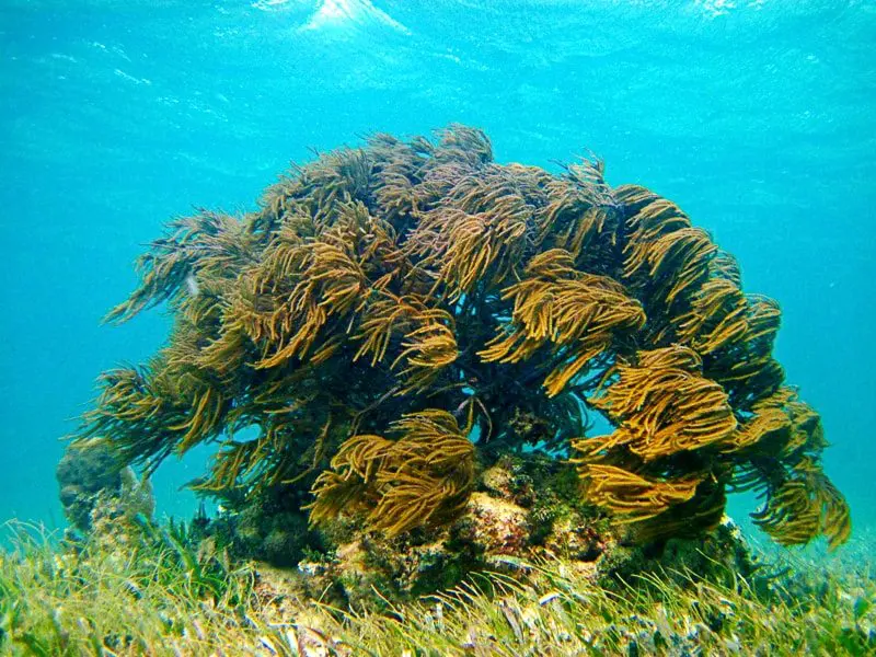 A coral formation off the coast of Mexico's Riviera Maya