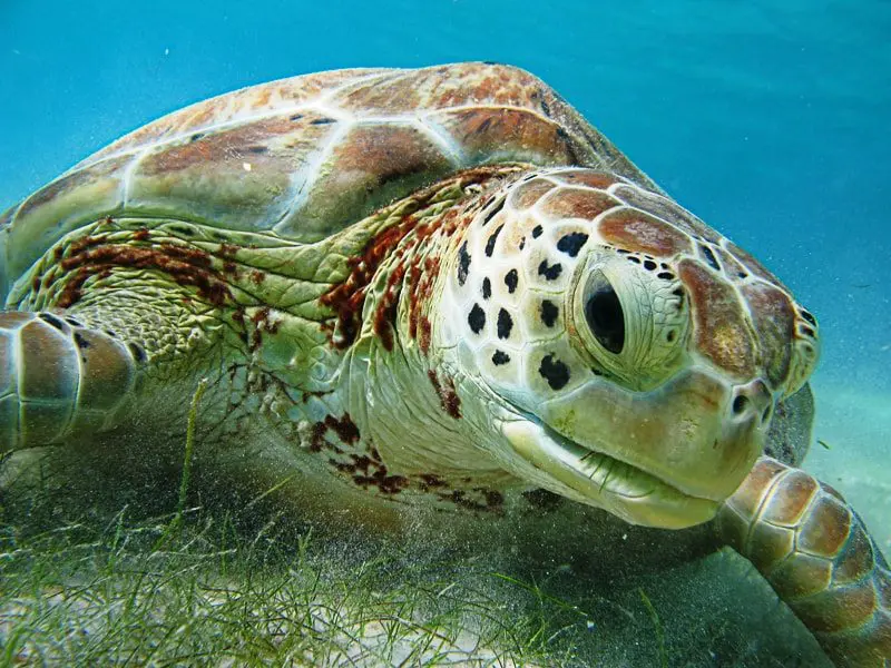 Sea turtle spotted while snorkeling at Akumal Bay, Mexico