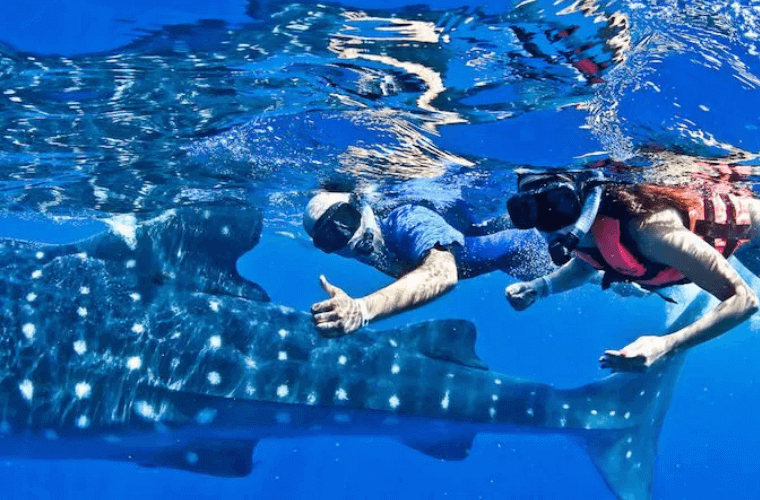 two people swimming with a whale shark 