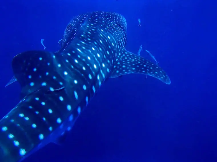whale sharks isla mujeres