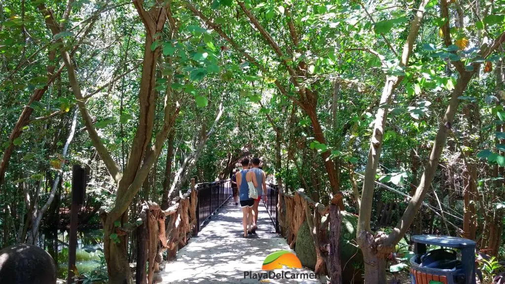 walkway with mangroves and vegetationa at sandos caracol hotel