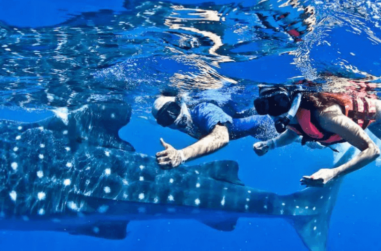 people swimming with a whale shark