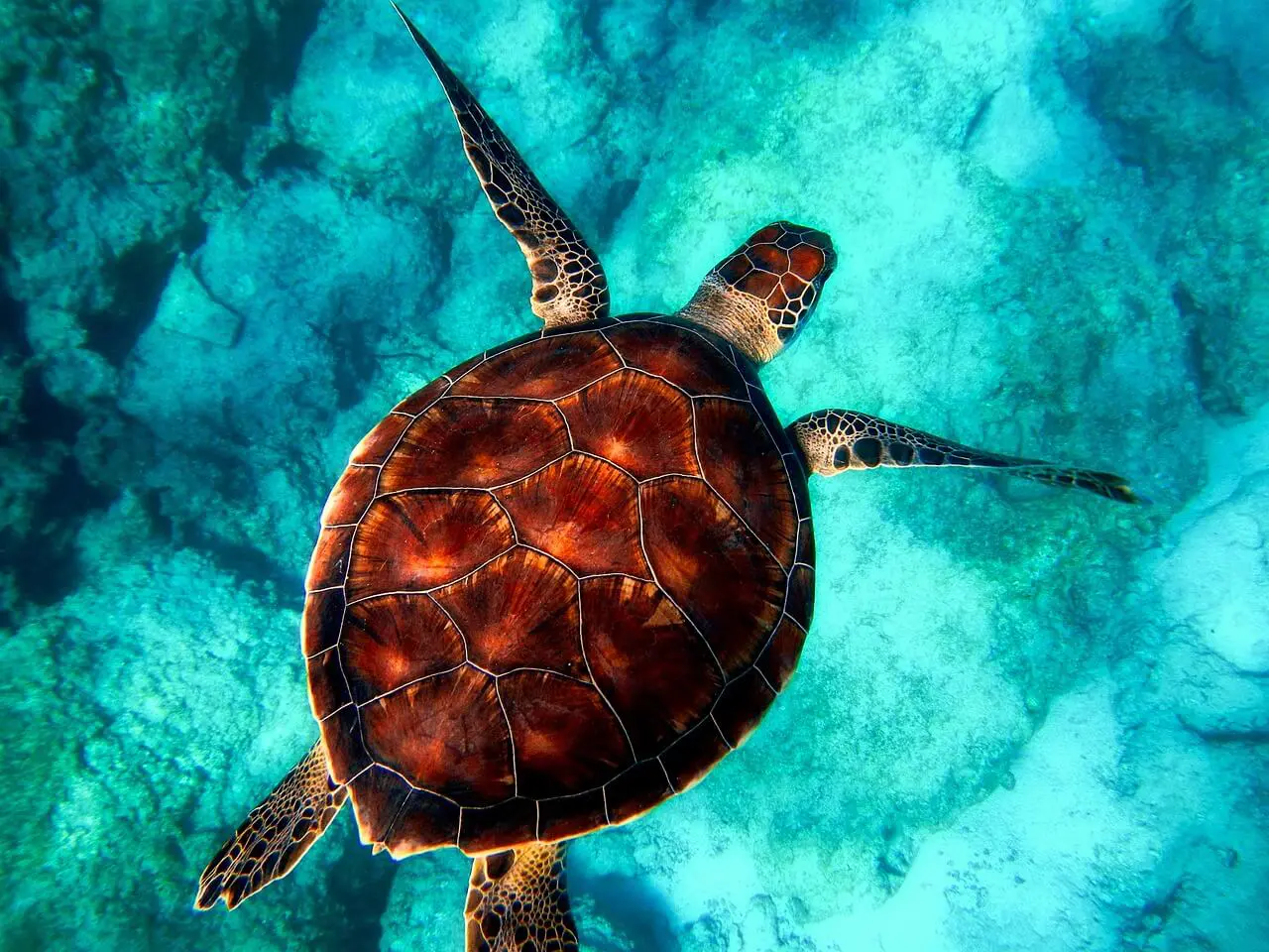 sea turtles in akumal