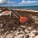 How to Handle a Seaweed Invasion in Playa del Carmen: Activities & Ideas (2021)