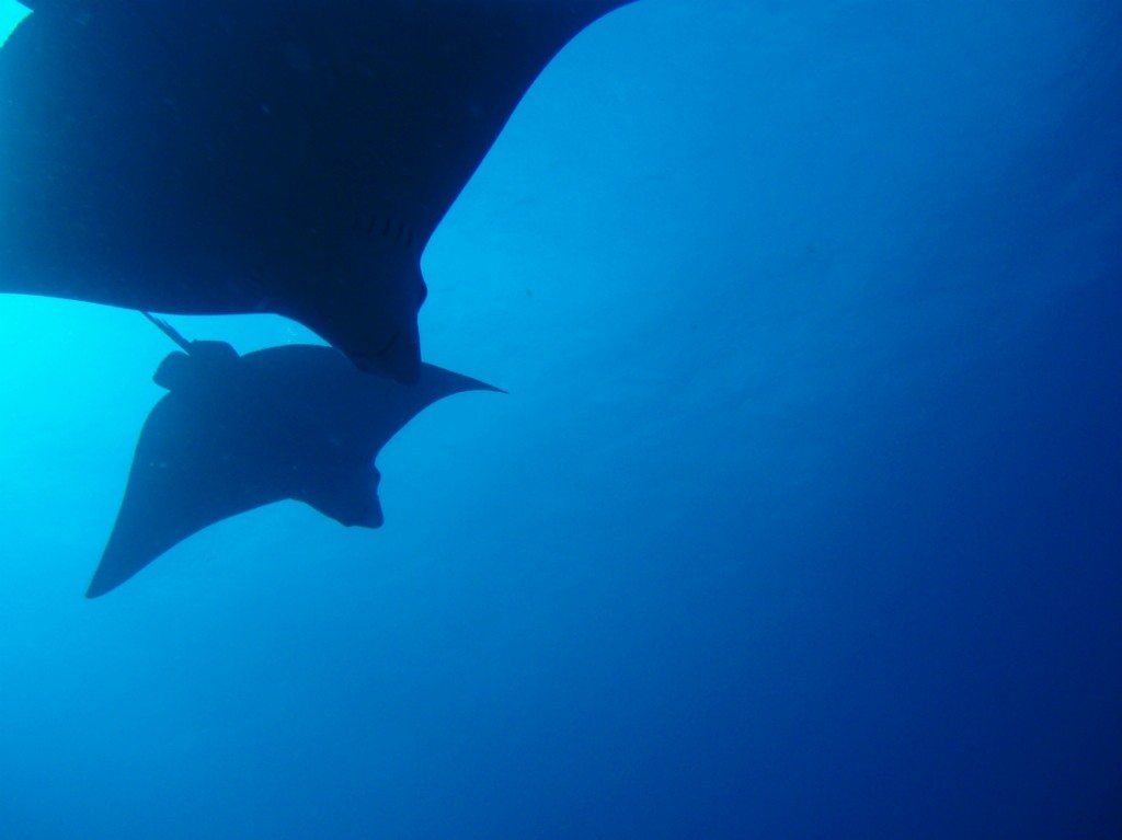 Spotted eagle rays pictured from below in the Caribbean Sea