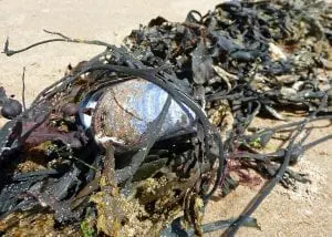 Seaweed and shell on land