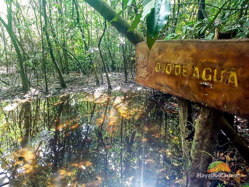 Sian Kaan jungle trail with ojo de agua sign