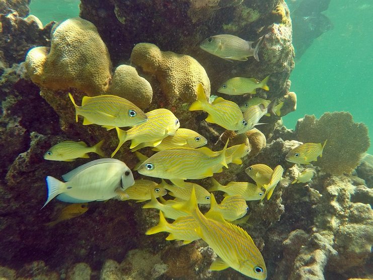 Yellow fish in sea