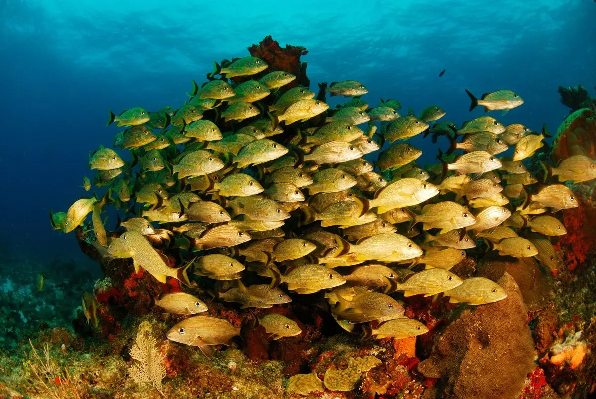 Fish swim around coral during a Riviera Maya snorkel tour
