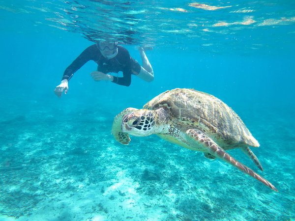 snorkel with sea turtle