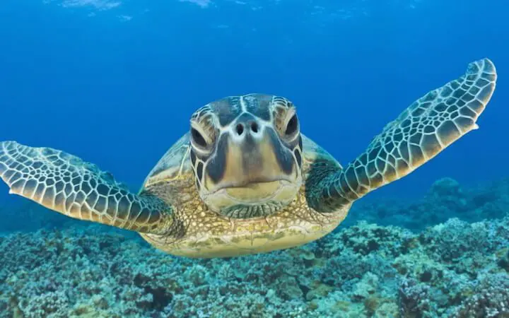 snorkel with turtles akumal riviera maya
