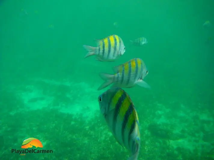 fish swimming while snorkeling in playa del carmen