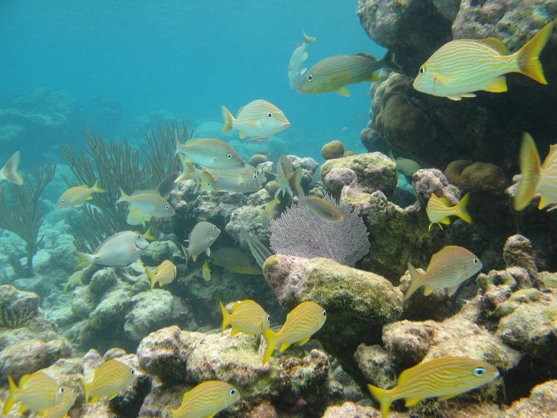 snorkeling with colorful fish