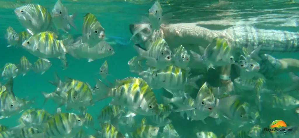 fish in sian ka'an