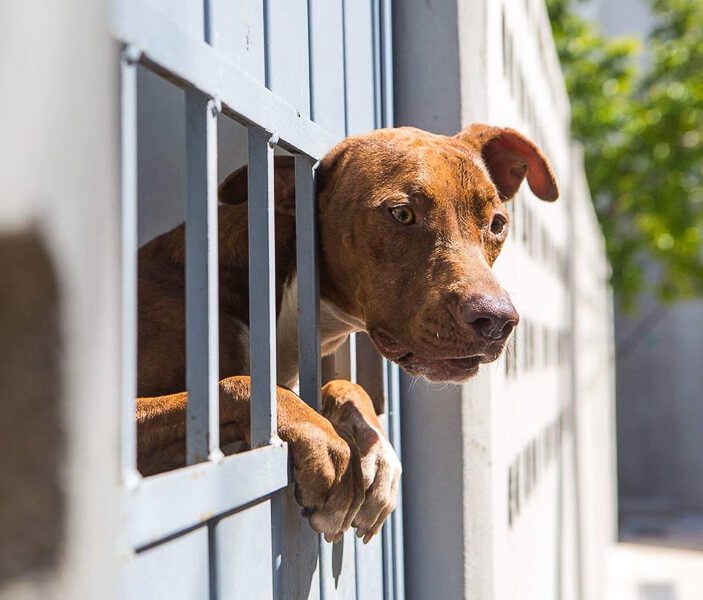 Dog sticks head out of pen at S.O.S. el Arca dog shelter Playa del Carmen