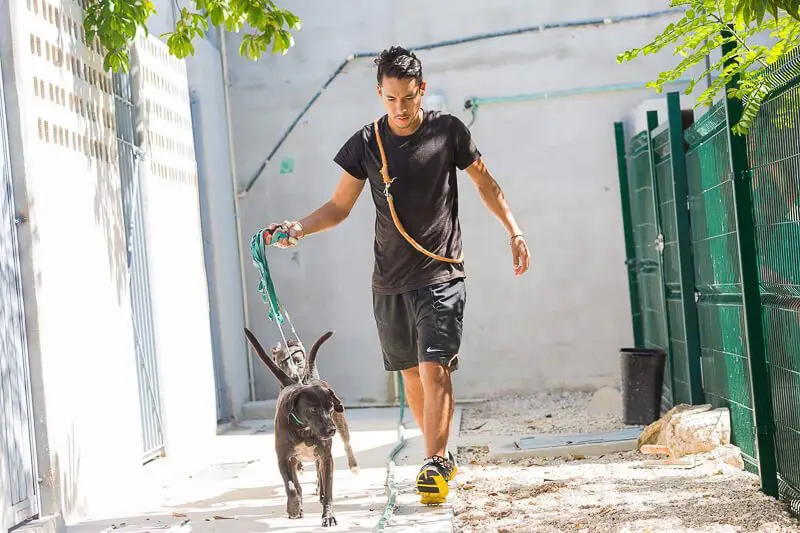 Volunteer at Playa del Carmen animal rescue walks a dog