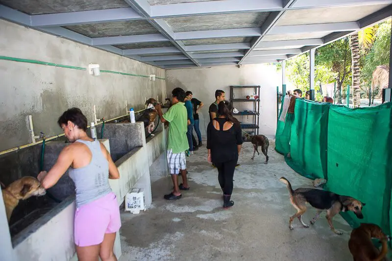 Volunteers bath dogs at Playa del Carmen animal rescue