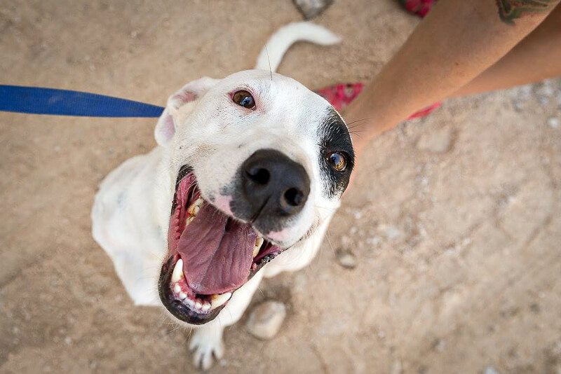 Happy dog at Playa del Carmen dog shelter