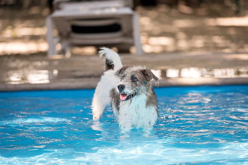 Dog plays in pool at S.O.S. dog shelter Playa del Carmen