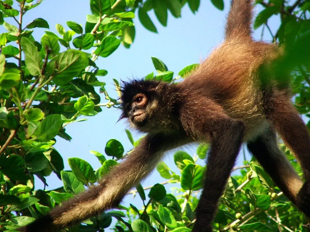 spider monkey in jungle