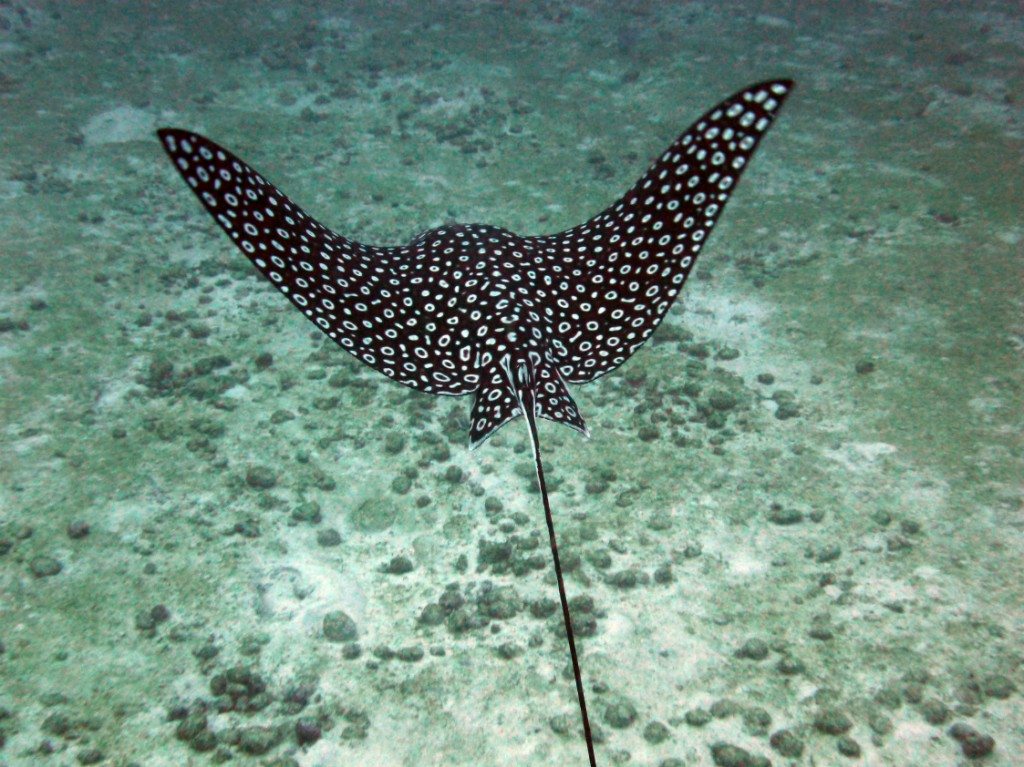 An Eagle Ray spotted off the coast of Playa del Carmen