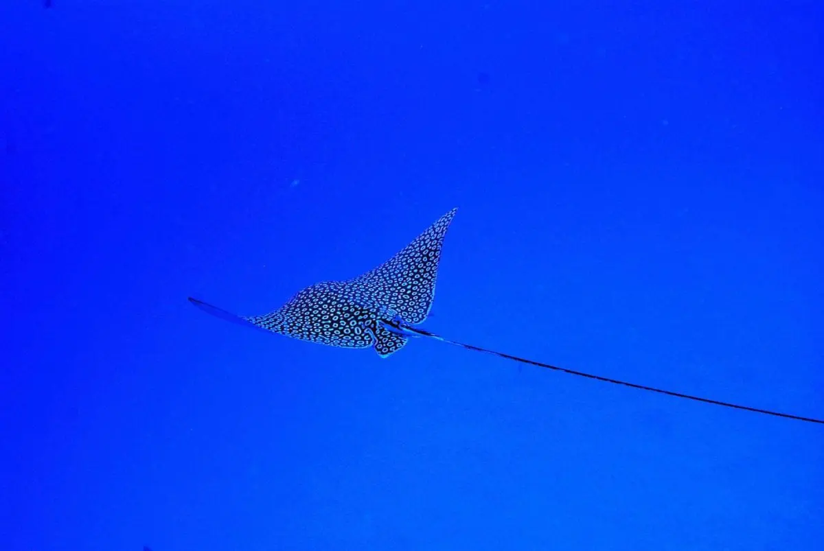 Spotted Eagle Ray Conservation in Playa del Carmen