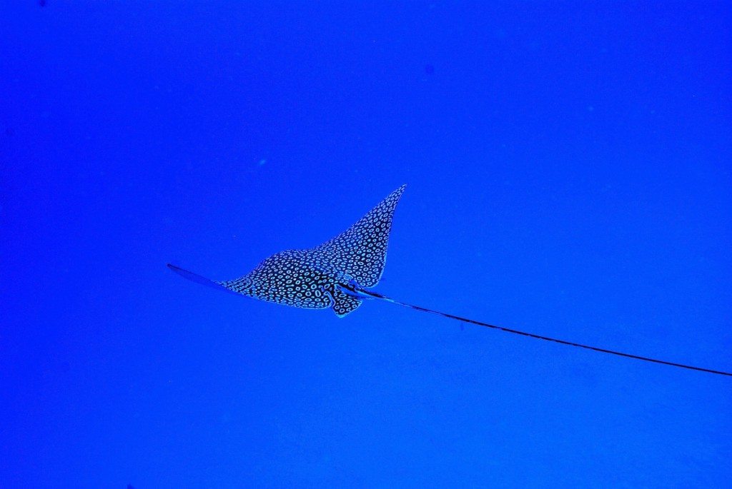 A spotted eagle ray searches for food in the Caribbean Sea